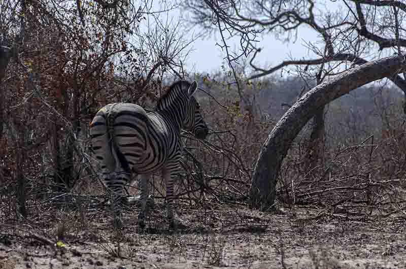 Cebra - reserva Sabi Sands - Sudáfrica 1.jpg
